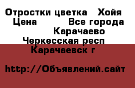 Отростки цветка  “Хойя“ › Цена ­ 300 - Все города  »    . Карачаево-Черкесская респ.,Карачаевск г.